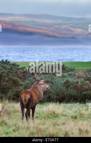 Ciervo el ciervo colorado (Cervus elaphus), la Isla de Arran, Escocia, Reino Unido, Europa