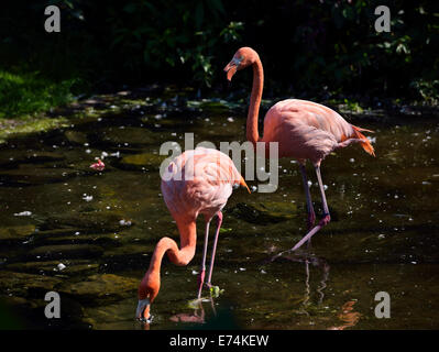 Par de rosados Flamencos Phoenicopterus ruber alimentando mientras vadeando y caminar en un estanque Zoo de Toronto. Foto de stock