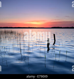 Polos y cañas en el lago al amanecer, Lago Schaal, Mecklemburgo-Pomerania Occidental, Alemania Foto de stock