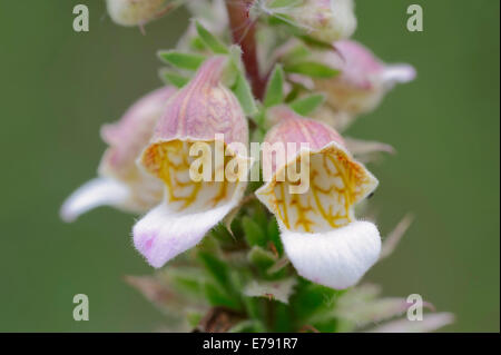 Woolly Digital (Digitalis lanata), florece, Renania del Norte-Westfalia, Alemania Foto de stock