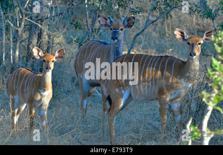 El Bushbuck ribereñas de la familia Bush, al atardecer. El Parque Nacional Kruger, Sudáfrica