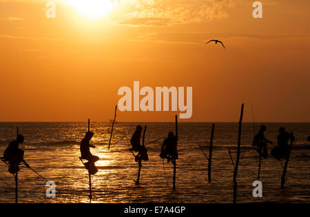 Los pescadores sobre zancos durante la puesta de sol en Midigama, Sri Lanka. Foto de stock