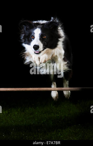 El Border Collie, blancos y negros, saltando por encima de un obstáculo El Border Collie, blancos y negros, saltando por encima de un obstáculo
