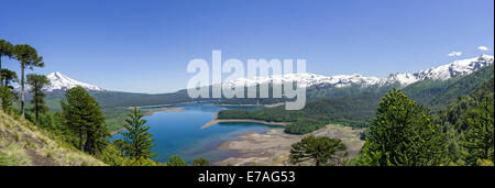 Árboles de araucaria (Araucaria araucana), volcán Llaima y Lago Conguillío, el Parque Nacional Conguillío, Melipeuco