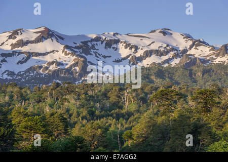 Bosque con árboles de rompecabezas de monos (Araucaria araucana) y montañas nevadas, Parque Nacional Conguillío, Melipeuco