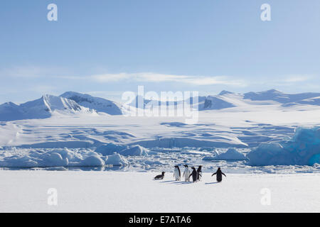 Los pingüinos de barbijo (Pygoscelis antarcticus) sobre hielo, Isla Pescado, la Antártida Foto de stock