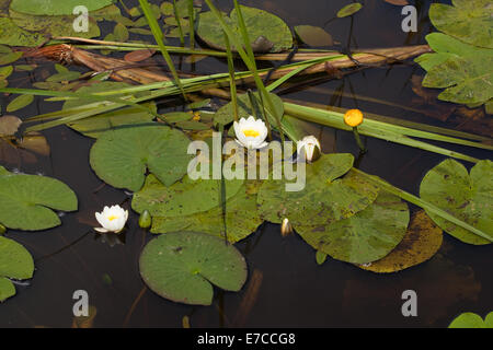 Blanco lirio de agua (Nymphaea alba), y agua amarilla-lily (Nuphar lutea). Calthorpe amplia NNR, SEIC . De mayo. Ingham. En Norfolk. En el Reino Unido. Foto de stock