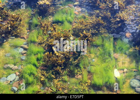 Las algas en el agua tomada desde la superficie que muestra la claridad del agua Foto de stock
