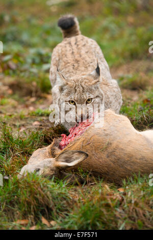 El lince (Lynx lynx), del sexo femenino, con la presa el corzo (Capreolus capreolus), cautiva, Turingia, Alemania