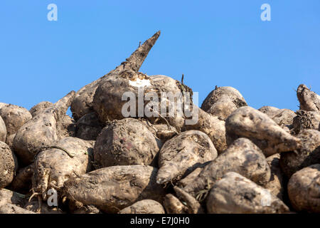 Pila de raíces de remolacha azucarera cosechadas República Checa, Europa pila de remolacha azucarera Foto de stock