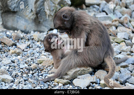 Jóvenes babuinos Gelada (Theropithecus gelada) combates, Zoo, Zurich, Suiza