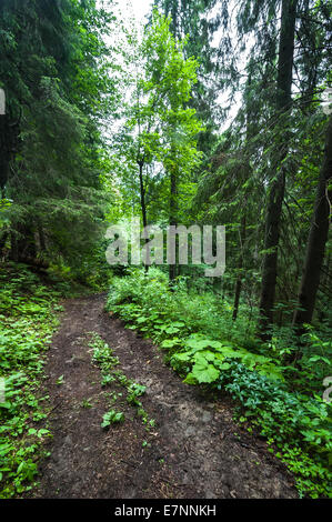 Sendero de trekking a través del paisaje de verano de pino bosque de montaña en los montes Cárpatos. Destinos de Ucrania trave Foto de stock