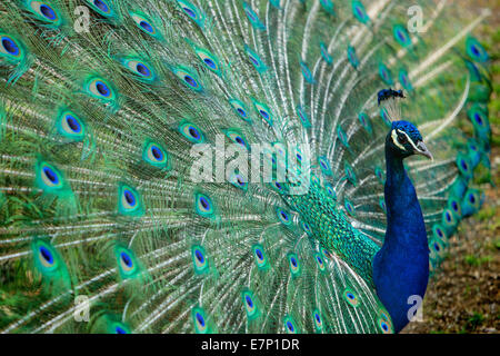 Animales, Peacock, el Zoológico de Zurich, animales, zoo, Zurich, Suiza, Europa