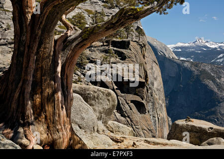 CALIFORNIA - pino cerca de la parte superior de la caída con Yosemite y un hombro más allá de Half Dome en el Parque Nacional Yosemite. Foto de stock
