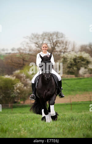 O el frisón frisón caballo semental, trote con una mujer jinete sobre un caballo, en medio de un prado, doma clásica Foto de stock