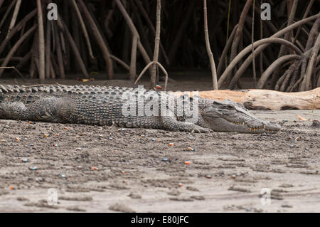 Fotografía de Stock de un cocodrilo descansando en la orilla del río. Foto de stock