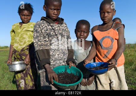 Los niños desenterrar gusanos para ser utilizados en la pesca en Bangweulu Wetlands, Zambia Foto de stock