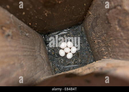 Búho pigmeo euroasiática Glaucidium passerinum huevos dentro de caja nido de Finlandia Abril Foto de stock