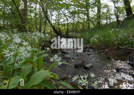 El ajo silvestre (Allium ursinum Ramsons) creciente por stream en madera de Cris Reserva RSPB Dumfries y Galloway Escocia puede