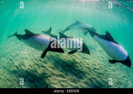 Los delfines de Commerson adultos (Cephalorhynchus commersonii) en la carcasa submarina, Isla, Islas Malvinas, REINO UNIDO Foto de stock