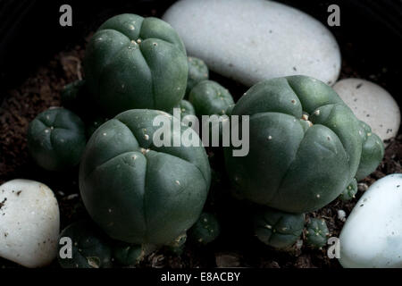 Peyote Lophophora Williamsii. Lophophora williamsii o el peyote es un pequeño cactus sin espinas, con alcaloides psicoactivos, p Foto de stock