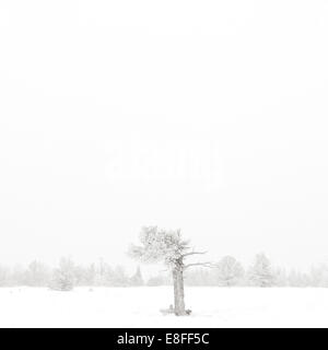 Ee.Uu., del Condado de Albany, Wyoming, Laramie, árbol en el paisaje cubierto de nieve