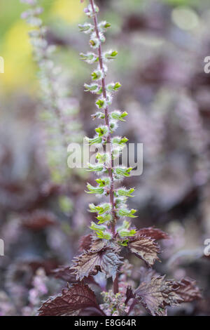 Salvia Salvia lyrata 'Purple knockout' Foto de stock