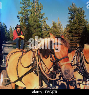 Vaquero sentado en un carro tirado por caballos, Montana, EE.UU Foto de stock