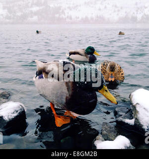 USA, Oregon, Washington County, Beaverton, patos en invierno