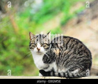 Retrato de dulce gato atigrado Foto de stock