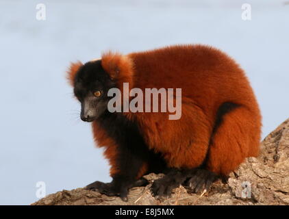 Close-up de un rojo maduro ruffed lemur ((Varecia variegata) rubra) Foto de stock