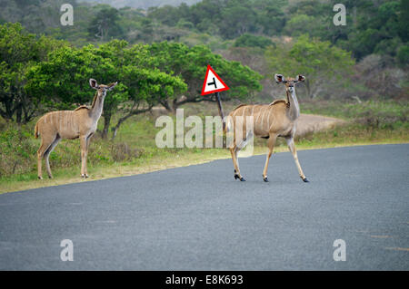 Par de mujeres Nyalas cruzando la calle en iSimangaliso Wetland Park, Sudáfrica Foto de stock