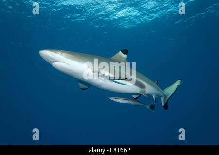 Blacktip Reef (Carcharhinus melanopterus) con Live Sharksucker (Echeneis naucrates), Sitio de Patrimonio Mundial de la UNESCO Foto de stock