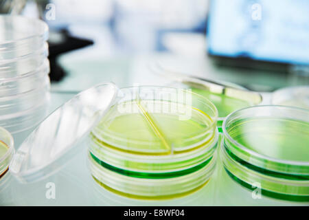 Cerca de las culturas en placas de petri en el laboratorio de contador Foto de stock