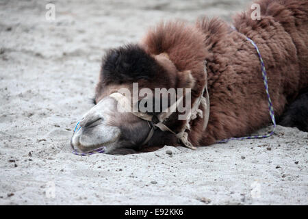 En el camello bactriano Nubra Valley en Ladakh Foto de stock