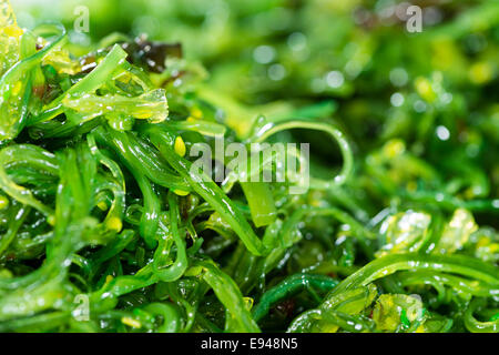Ensalada de algas (detallada primerísimos) para utilizar como imagen de fondo o como textura