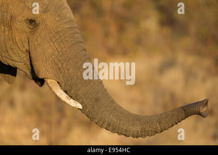 Elefante africano (Loxodonta africana) olfateando con su tronco, el Parque Nacional Kruger, Sudáfrica Foto de stock