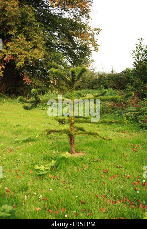 Una joven araucaria árbol plantado en un rincón de un cementerio en Norfolk, Inglaterra, Reino Unido.