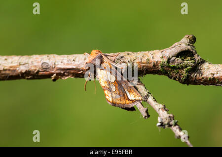Gold-spot festucae Plusia Polilla polilla adulta en reposo sobre una rama muerta Foto de stock