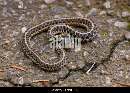 Este joven Garter Snake (Thamnophis sirtalis sirtalis) sobre pavimento - Virginia EE.UU. Foto de stock