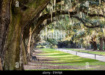 La avenida de encinas con musgo español en Boone Hall Plantation en Mt Pleasant, Carolina del Sur. Foto de stock