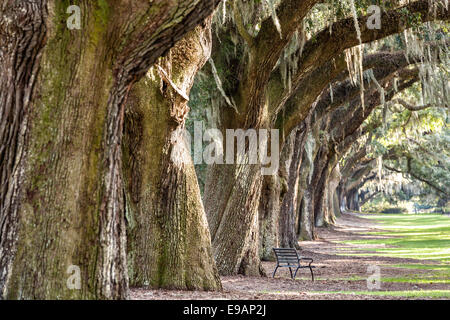 La avenida de encinas con musgo español en Boone Hall Plantation en Mt Pleasant, Carolina del Sur. Foto de stock