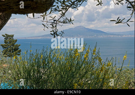 El monte Vesubio, floración, retamas y follaje de oliva a lo largo de la Bahía de Nápoles en un bello día de verano temprano clara en Sorrento.