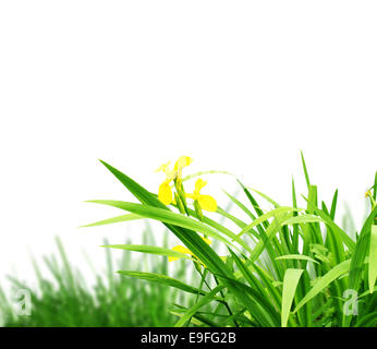 La pasto verde con un fondo blanco.