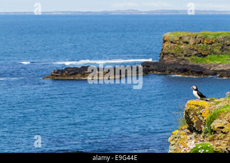 Frailecillo atlántico (Fratercula arctica) en su entorno, una colonia reproductora de verano en lo alto de un acantilado de la costa occidental de Escocia. Foto de stock
