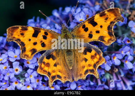 Coma (mariposa Polygonia c-album) alimentándose de néctar de una planta en un buddleia English country garden Foto de stock