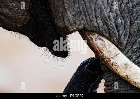 Close-up de un elefante africano (Loxodonta africana) en un agujero de agua potable, Botswana