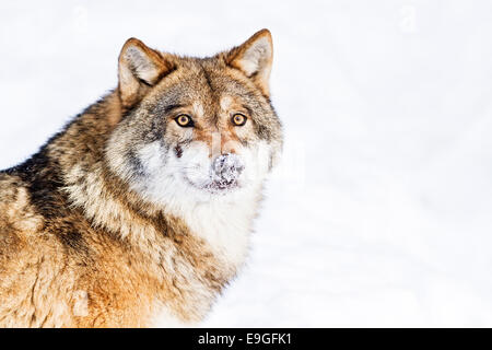 Gris cautivo el lobo (Canis lupus) macho omega de cerca en la nieve Foto de stock