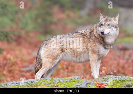 Una hembra cautiva lobo gris se alza sobre una roca en un bosque otoñal, el Parque Nacional del Bosque Bávaro, Alemania
