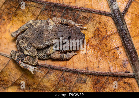 Par de acoplamiento de enano Stream Toad (Ingerophrynus parvus) en amplexus en la selva tropical de Malasia Foto de stock
